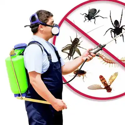 pest control Gibsland